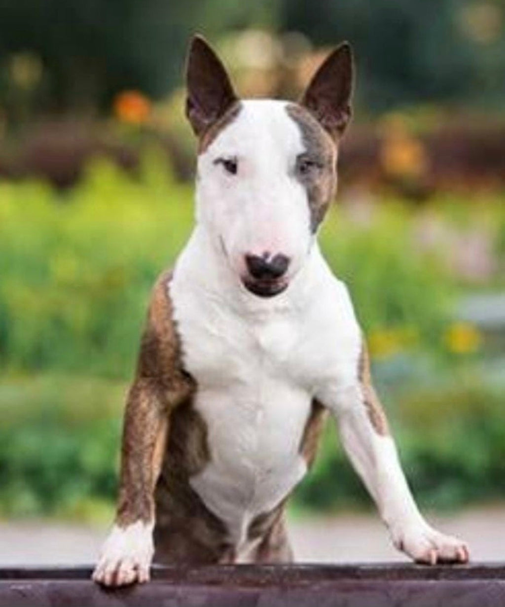 Custom Pet Memorial | Golden Hour Rest: Beloved Buster