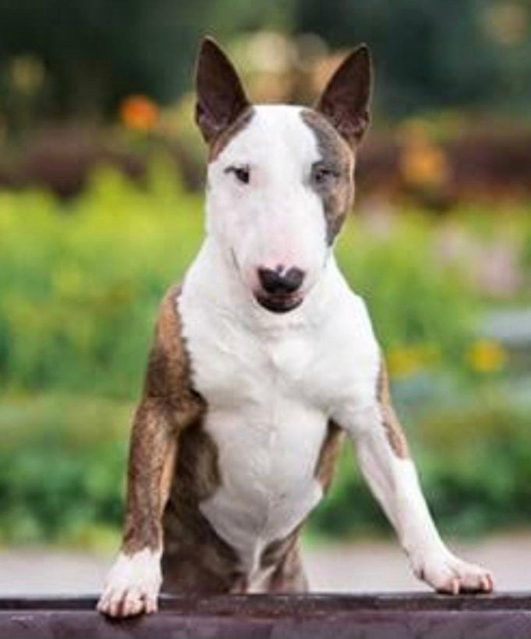 Custom Pet Memorial | Golden Hour Rest: Beloved Buster